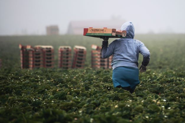 worker in a field